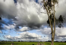 [德甲]斯图加特快速反击 吉拉西怒射破门.